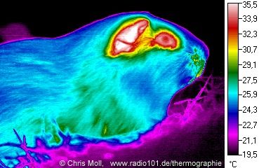 thermal image / Heat radiation of a Guinea pig