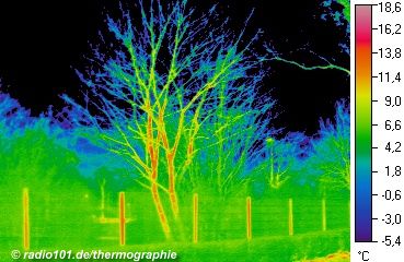 Infrared image: heat radiation of trees, plants an a fence