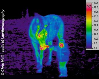 Thermal image of a child an a horse (click to enlarge)